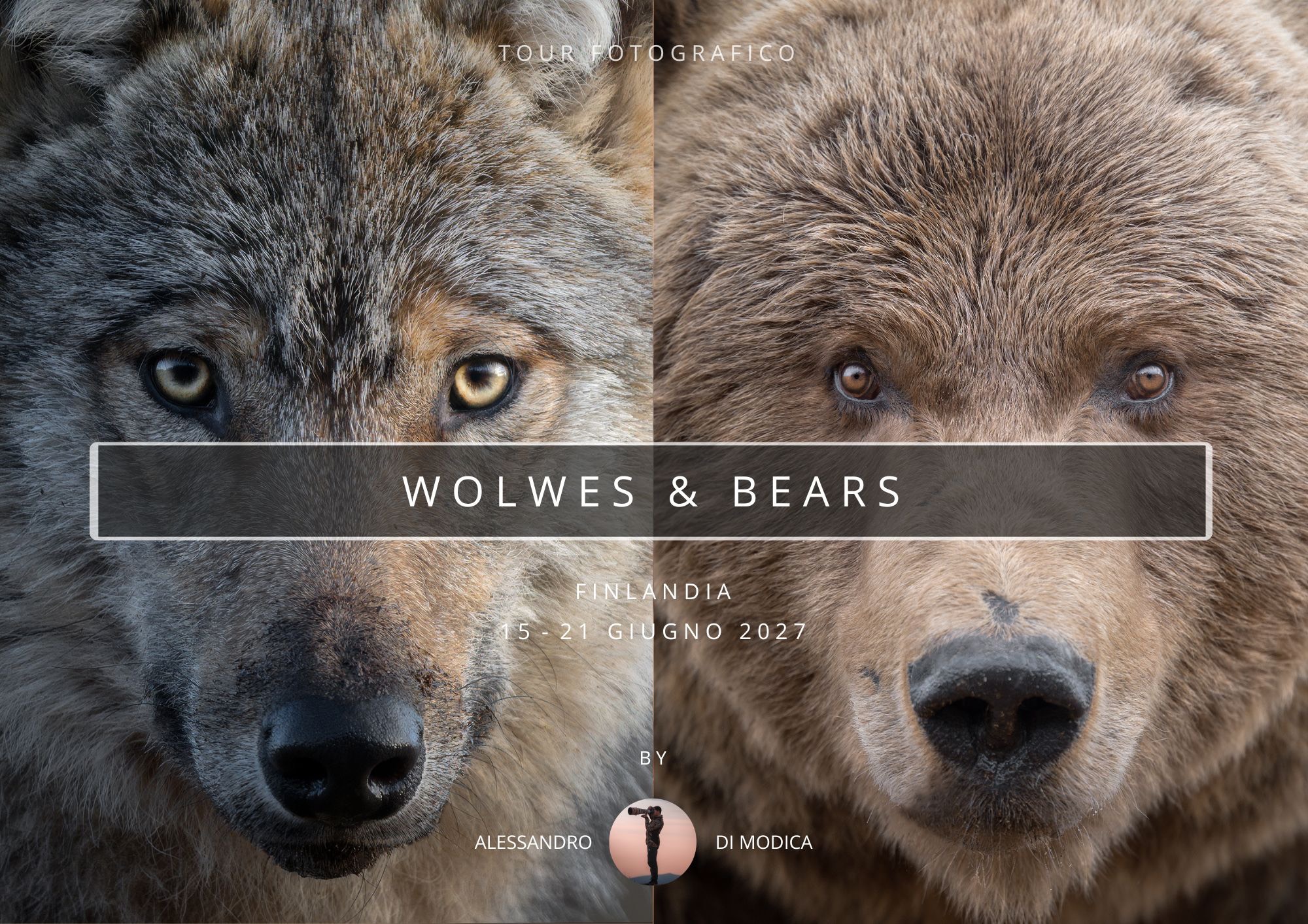 WOLVES & BEARS